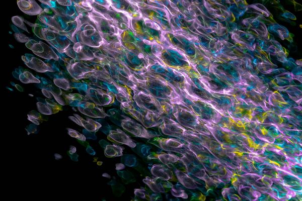 Minimalist geometric representation of daily movement rhythm